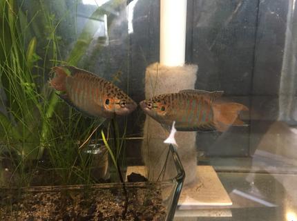 Rated #6: Freshwater Fish Stocking In 145 Gallons Tank - my paradise gourami Rated #6: Freshwater Fish Stocking In 145 Gallons Tank - my paradise gourami