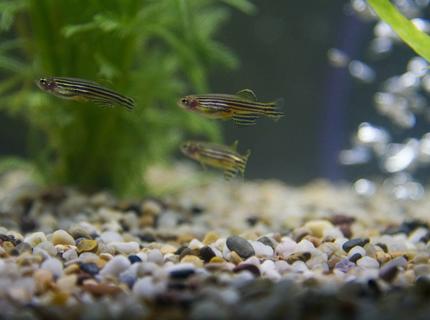 freshwater fish stocking in 29 gallons tank - Zebra danio freshwater fish stocking in 29 gallons tank - Zebra danio