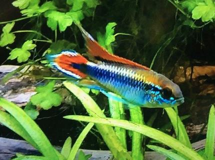 Rated #3: Freshwater Fish Stocking In 36 Gallons Tank - Double Red Apisto Rated #3: Freshwater Fish Stocking In 36 Gallons Tank - Double Red Apisto