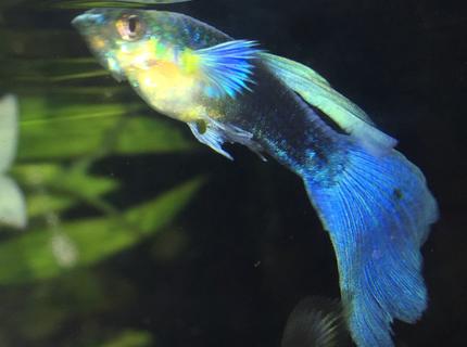 freshwater fish stocking in 30 gallons tank - Blue tuxedo guppy freshwater fish stocking in 30 gallons tank - Blue tuxedo guppy