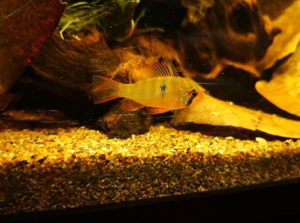 freshwater fish stocking in 47 gallons tank - Mikrogeophagus ramirezi, after 3.5 weeks, still coloring out freshwater fish stocking in 47 gallons tank - Mikrogeophagus ramirezi, after 3.5 weeks, still coloring out