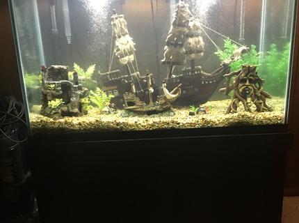 freshwater fish stocking in 150 gallons tank - My 150 gallon freshwater fish stocking in 150 gallons tank - My 150 gallon