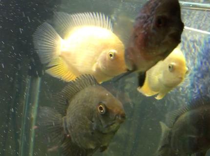 freshwater fish stocking in 150 gallons tank - The three pigs!!! freshwater fish stocking in 150 gallons tank - The three pigs!!!