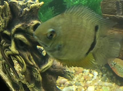 freshwater fish stocking in 150 gallons tank - Popeye freshwater fish stocking in 150 gallons tank - Popeye
