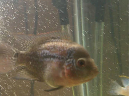 freshwater fish stocking in 150 gallons tank - Rainbow again freshwater fish stocking in 150 gallons tank - Rainbow again