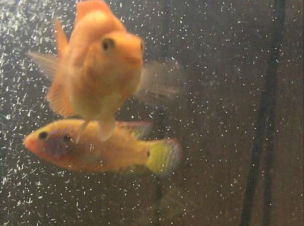 freshwater fish stocking in 150 gallons tank - Oranjanda freshwater fish stocking in 150 gallons tank - Oranjanda