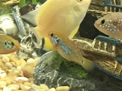 freshwater fish stocking in 150 gallons tank - They coming for Jellybean freshwater fish stocking in 150 gallons tank - They coming for Jellybean