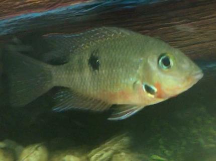 freshwater fish stocking in 150 gallons tank - Inferno freshwater fish stocking in 150 gallons tank - Inferno