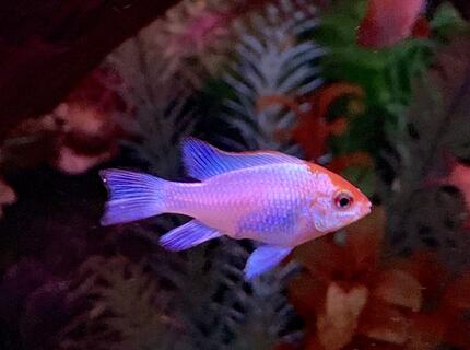 freshwater fish stocking in 125 gallons tank - My neon electric blue ram freshwater fish stocking in 125 gallons tank - My neon electric blue ram