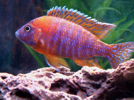 Rated #3: Freshwater Fish - Aulonocara Rubescens - Ruby Red Peacock Stocking In 55 Gallons Tank - My young Red Peacock. Rated #3: Freshwater Fish - Aulonocara Rubescens - Ruby Red Peacock Stocking In 55 Gallons Tank - My young Red Peacock.