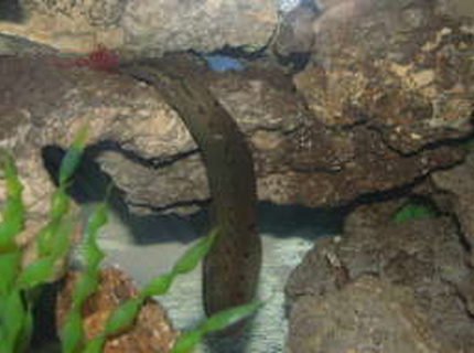 freshwater fish - mastacembelus armatus - tire track eel stocking in 55 gallons tank - eel eating freshwater fish - mastacembelus armatus - tire track eel stocking in 55 gallons tank - eel eating