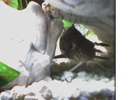 freshwater fish - synodontis nigriventris - upside down cat stocking in 46 gallons tank - Wild Caught Kitty Cat Fish freshwater fish - synodontis nigriventris - upside down cat stocking in 46 gallons tank - Wild Caught Kitty Cat Fish