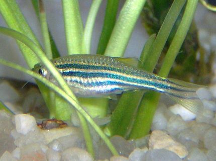 freshwater fish - danio rerio - zebra danio stocking in 10 gallons tank - One of my female zebra danios looking for food freshwater fish - danio rerio - zebra danio stocking in 10 gallons tank - One of my female zebra danios looking for food