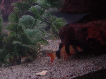 freshwater fish - botia macracantha - clown loach stocking in 90 gallons tank - Simon our clown loach. freshwater fish - botia macracantha - clown loach stocking in 90 gallons tank - Simon our clown loach.