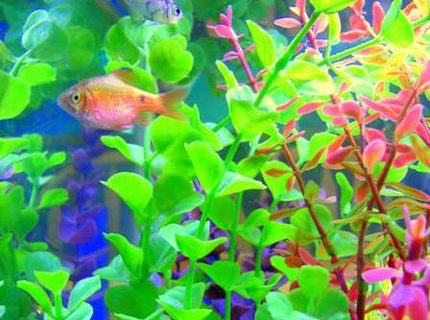 freshwater fish - puntius conchonius - rosy barb stocking in 20 gallons tank - Mr. Rosie freshwater fish - puntius conchonius - rosy barb stocking in 20 gallons tank - Mr. Rosie