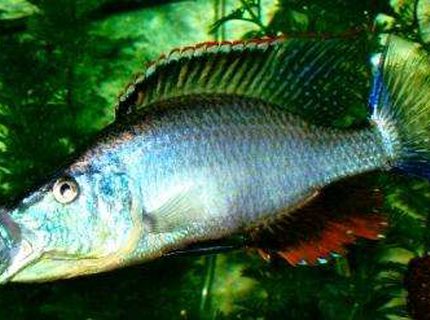 freshwater fish - dimidiochromis compressiceps - compressiceps cichlid stocking in 60 gallons tank - D.compressiceps 7" freshwater fish - dimidiochromis compressiceps - compressiceps cichlid stocking in 60 gallons tank - D.compressiceps 7"