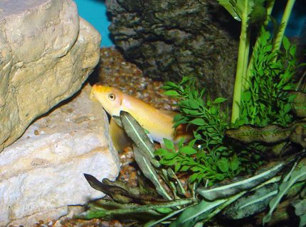 freshwater fish - gyrinocheilos aymonieri - chinese algae eater stocking in 150 gallons tank - This golden algae eater (Gyrinocheilus aymomieri) started out at about 1.5" and is now about 6". South and Central American Cichlids share his 150gal. mansion. freshwater fish - gyrinocheilos aymonieri - chinese algae eater stocking in 150 gallons tank - This golden algae eater (Gyrinocheilus aymomieri) started out at about 1.5" and is now about 6". South and Central American Cichlids share his 150gal. mansion.