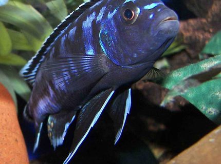 freshwater fish - melanochromis johannii - johanni cichlid stocking in 55 gallons tank - Electric Blue freshwater fish - melanochromis johannii - johanni cichlid stocking in 55 gallons tank - Electric Blue