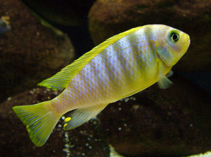 Rated #7: Freshwater Fish - Pseudotropheus Aurora - Aurora Cichlid Stocking In 50 Gallons Tank - Pseudotropheus aurora male Rated #7: Freshwater Fish - Pseudotropheus Aurora - Aurora Cichlid Stocking In 50 Gallons Tank - Pseudotropheus aurora male
