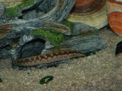 freshwater fish - mastacembelus armatus - tire track eel stocking in 45 gallons tank - I love my eel. freshwater fish - mastacembelus armatus - tire track eel stocking in 45 gallons tank - I love my eel.