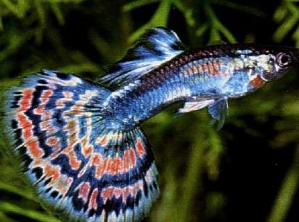 freshwater fish - poecilia reticulata - blue cobra guppy stocking in 75 gallons tank - 1 of my guppies
in a 10,000 gallon freshwater fish - poecilia reticulata - blue cobra guppy stocking in 75 gallons tank - 1 of my guppies
in a 10,000 gallon