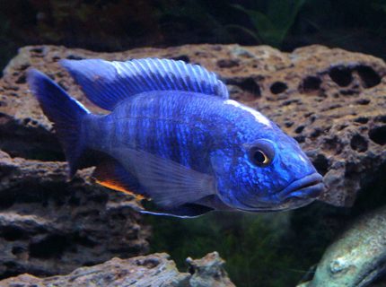 freshwater fish - sciaenochromis fryeri - electric blue hap stocking in 55 gallons tank - Look at me, Ahli, that's great! You posed like a supermodel. Manual, no flash. freshwater fish - sciaenochromis fryeri - electric blue hap stocking in 55 gallons tank - Look at me, Ahli, that's great! You posed like a supermodel. Manual, no flash.