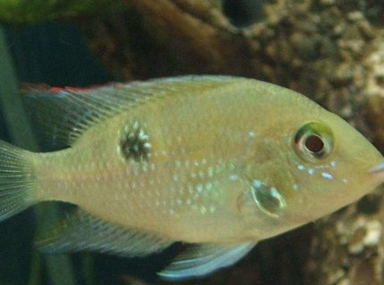 freshwater fish - thorichthys meeki - firemouth cichlid stocking in 75 gallons tank - Firemouth Cichlid freshwater fish - thorichthys meeki - firemouth cichlid stocking in 75 gallons tank - Firemouth Cichlid