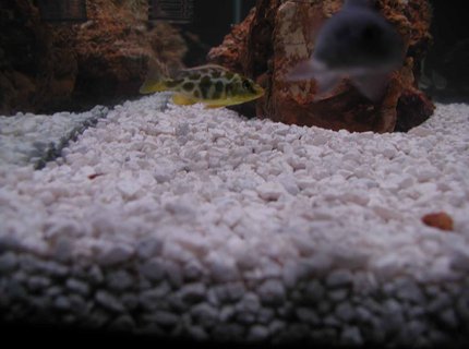 freshwater fish - nimbochromis livingstonii - livingstoni stocking in 55 gallons tank - livingstoni and I dont know what the other one is called. freshwater fish - nimbochromis livingstonii - livingstoni stocking in 55 gallons tank - livingstoni and I dont know what the other one is called.