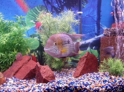 freshwater fish - thorichthys meeki - firemouth cichlid freshwater fish - thorichthys meeki - firemouth cichlid