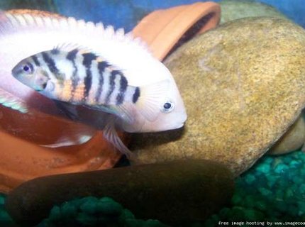 freshwater fish - archocentrus nigrofasciatus - pink convict cichlid stocking in 29 gallons tank - 2 of my convicts freshwater fish - archocentrus nigrofasciatus - pink convict cichlid stocking in 29 gallons tank - 2 of my convicts