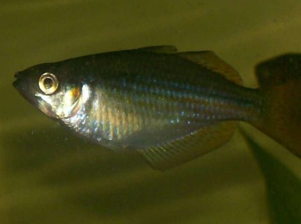 freshwater fish - melanotaenia trifasciata - banded rainbowfish stocking in 30 gallons tank - bred him myself! he's a buet freshwater fish - melanotaenia trifasciata - banded rainbowfish stocking in 30 gallons tank - bred him myself! he's a buet