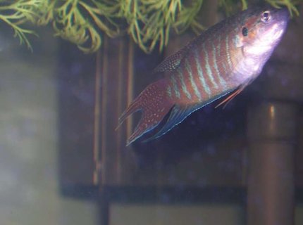 freshwater fish - macropodus opercularis - blue paradise stocking in 30 gallons tank - male blue paradise gourami love the tail freshwater fish - macropodus opercularis - blue paradise stocking in 30 gallons tank - male blue paradise gourami love the tail