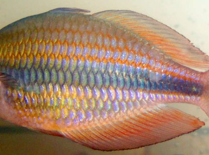 freshwater fish - melanotaenia trifasciata - banded rainbowfish stocking in 125 gallons tank - banded rainbowfish freshwater fish - melanotaenia trifasciata - banded rainbowfish stocking in 125 gallons tank - banded rainbowfish