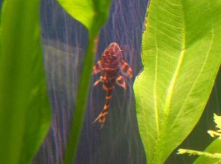 freshwater fish - panaque maccus - clown pleco stocking in 90 gallons tank - Clown Pleco freshwater fish - panaque maccus - clown pleco stocking in 90 gallons tank - Clown Pleco