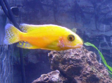 freshwater fish - pseudotropheus estherae - red zebra cichlid stocking in 90 gallons tank - yellow peacock african cichlid freshwater fish - pseudotropheus estherae - red zebra cichlid stocking in 90 gallons tank - yellow peacock african cichlid
