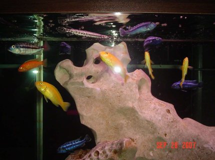 freshwater fish - pseudotropheus estherae - red zebra cichlid stocking in 138 gallons tank - some of my colours freshwater fish - pseudotropheus estherae - red zebra cichlid stocking in 138 gallons tank - some of my colours