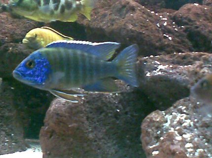 freshwater fish - aulonocara stuartgranti - peacock cichlid stocking in 120 gallons tank - the three amigos,three of my peacocks. freshwater fish - aulonocara stuartgranti - peacock cichlid stocking in 120 gallons tank - the three amigos,three of my peacocks.