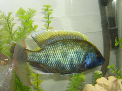 freshwater fish - nimbochromis venustus - venustus cichlid stocking in 42 gallons tank - venustus
wild caught male freshwater fish - nimbochromis venustus - venustus cichlid stocking in 42 gallons tank - venustus
wild caught male