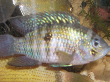 freshwater fish - aequidens pulcher - blue acara stocking in 42 gallons tank - blue acara freshwater fish - aequidens pulcher - blue acara stocking in 42 gallons tank - blue acara