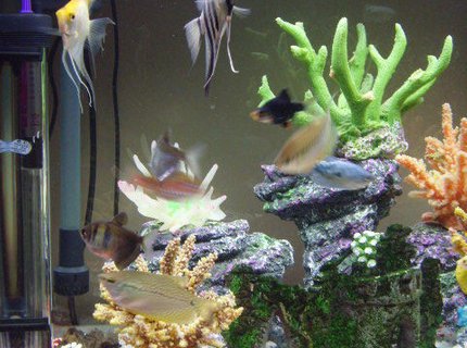 freshwater fish - trichogaster leeri - pearl gourami stocking in 23 gallons tank - my fish freshwater fish - trichogaster leeri - pearl gourami stocking in 23 gallons tank - my fish