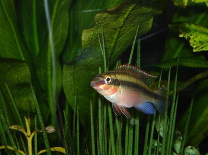 freshwater fish - pelvicachromis pulcher - kribensis cichlid stocking in 65 gallons tank - Male kribensis freshwater fish - pelvicachromis pulcher - kribensis cichlid stocking in 65 gallons tank - Male kribensis
