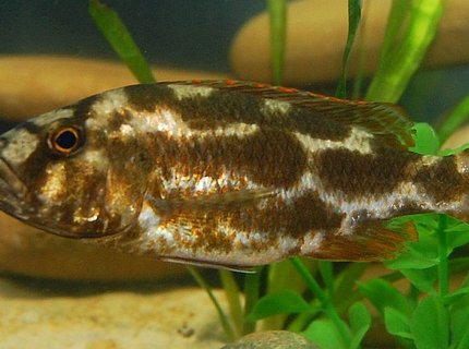 freshwater fish - nimbochromis livingstonii - livingstoni stocking in 55 gallons tank - livingstoni freshwater fish - nimbochromis livingstonii - livingstoni stocking in 55 gallons tank - livingstoni