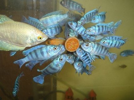 freshwater fish - trichogaster trichopterus - blue gourami stocking in 70 gallons tank - cichlid malawi gurami freshwater fish - trichogaster trichopterus - blue gourami stocking in 70 gallons tank - cichlid malawi gurami