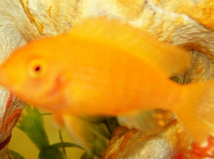 freshwater fish - pseudotropheus estherae - red zebra cichlid stocking in 29 gallons tank - zebra yellow freshwater fish - pseudotropheus estherae - red zebra cichlid stocking in 29 gallons tank - zebra yellow