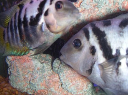freshwater fish - archocentrus nigrofasciatus - black convict cichlid stocking in 55 gallons tank - maw and paw convicts, they were orphans that were brought to me ,,in a 1 lb bag with 3 other fish, paw had popeye , fungus and god now what else but , i spoiled them back to health,,, thank god for the internet!!!!!!!!!!!!!!!!!!!!! freshwater fish - archocentrus nigrofasciatus - black convict cichlid stocking in 55 gallons tank - maw and paw convicts, they were orphans that were brought to me ,,in a 1 lb bag with 3 other fish, paw had popeye , fungus and god now what else but , i spoiled them back to health,,, thank god for the internet!!!!!!!!!!!!!!!!!!!!!