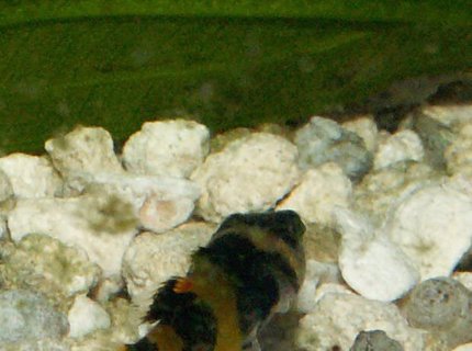 freshwater fish - brachygobius doriae - bumble bee goby stocking in 110 gallons tank - BumbleBee Goby freshwater fish - brachygobius doriae - bumble bee goby stocking in 110 gallons tank - BumbleBee Goby