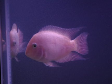 freshwater fish - archocentrus nigrofasciatus - pink convict cichlid stocking in 75 gallons tank - pink convict freshwater fish - archocentrus nigrofasciatus - pink convict cichlid stocking in 75 gallons tank - pink convict