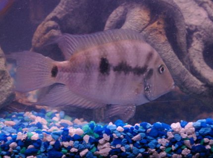 freshwater fish - archocentrus nigrofasciatus - black convict cichlid stocking in 75 gallons tank - Covnvict freshwater fish - archocentrus nigrofasciatus - black convict cichlid stocking in 75 gallons tank - Covnvict