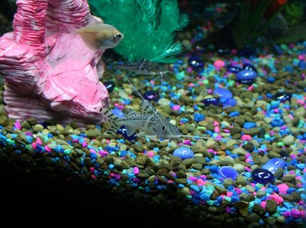 freshwater fish - kryptopterus bicirrhis - ghost glass cat stocking in 43 gallons tank - Picture of the smaller and bigger catfish. I have 3 but the other bigger one is hiding under the pink rock. freshwater fish - kryptopterus bicirrhis - ghost glass cat stocking in 43 gallons tank - Picture of the smaller and bigger catfish. I have 3 but the other bigger one is hiding under the pink rock.