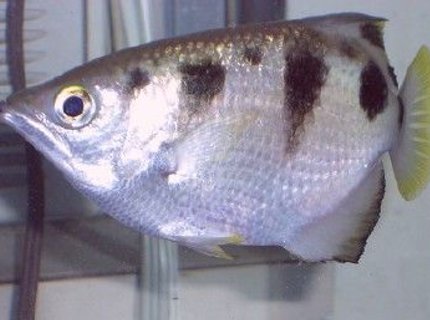 freshwater fish - toxotes jaculatrix - archer fish stocking in 75 gallons tank - Archer freshwater fish - toxotes jaculatrix - archer fish stocking in 75 gallons tank - Archer